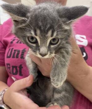 Persephone (in foster) -  Domestic Short Hair Cat for Adoption in Fishers, Indiana - Persephone (in Foster) | PetCurious