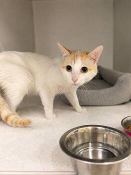 GALAXY -  Domestic Medium Hair Cat for Adoption in Peoria, Illinois - GALAXY | PetCurious