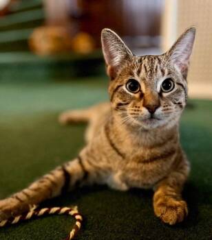 Milo -  Tabby Cat Available for Adoption in Muncie, Indiana - Milo | PetCurious
