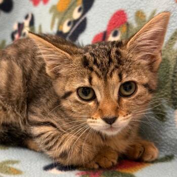 Reese -  Domestic Short Hair Cat for Adoption in Naperville, Illinois - Reese | PetCurious