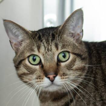 Domestic Short Hair Cats Available for Adoption in Middletown, Rhode Island - Steve | PetCurious