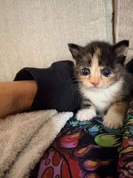 Doodle -  Calico Cat Available for Adoption in Martinsburg, West Virginia - Doodle | PetCurious