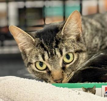 Rescue Domestic Short Hair Cats for Adoption in San Juan Capistrano, California - Penny | PetCurious