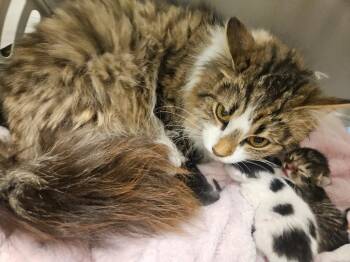 Gizmo -  Domestic Long Hair Cat for Adoption in Johnson City, Tennessee - Gizmo | PetCurious
