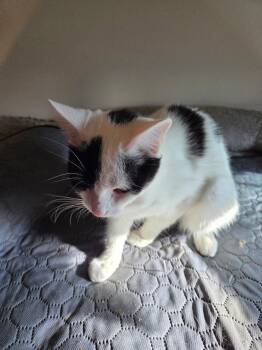 Rescue Domestic Short Hair Cats for Adoption in Greenwood, Indiana - Cordelia | PetCurious