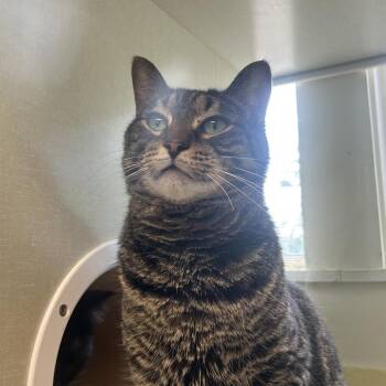 Boston -  Domestic Medium Hair Cat for Adoption in West Olive, Michigan - Boston | PetCurious