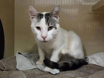 ALVIN -  Domestic Short Hair Cat for Adoption in Martinez, California - ALVIN | PetCurious