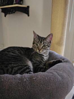 Domestic Short Hair Cats Available for Adoption - Storm | PetCurious