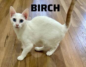 Snowshoe and Siamese Cats Available for Adoption - Birch | PetCurious