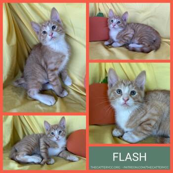Flash -  Domestic Short Hair Cat for Adoption in Corpus Christi, Texas - Flash | PetCurious