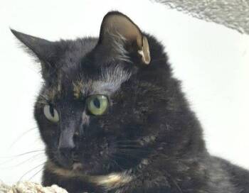 Domestic Short Hair Cats Available for Adoption in Lenexa, Kansas - Jade | PetCurious