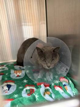 Domestic Short Hair Cats Available for Adoption in Albuquerque, New Mexico - FORD | PetCurious