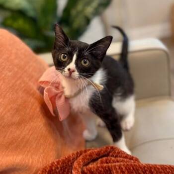 Cricket Cutie Tuxedo -  Tuxedo and Domestic Short Hair Cat for Adoption in Friendswood, Texas - Cricket Cutie Tuxedo | PetCurious