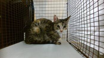 Domestic Short Hair Cats Available for Adoption in Doral, Florida - REGINA | PetCurious