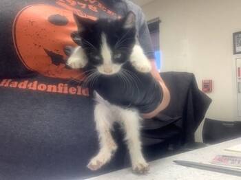 Rescue Domestic Short Hair Cats for Adoption in Fort Worth, Texas - 1 | PetCurious