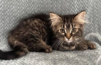 Rescue Domestic Medium Hair Cats for Adoption in Buffalo, Minnesota - Laney | PetCurious