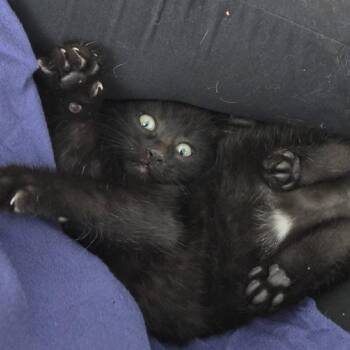 Pepa -  Domestic Short Hair Cat for Adoption in Layton, Utah - Pepa | PetCurious