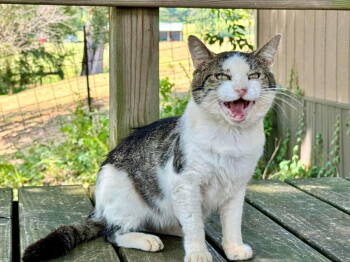 Rescue Domestic Short Hair and Tabby Cats for Adoption in Oxford, Mississippi - Otis FIV(+) | PetCurious