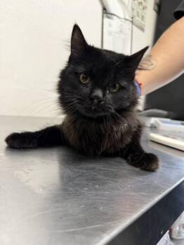 Domestic Long Hair and Domestic Short Hair Cats Available for Adoption in San Bernardino, California - GEMMA | PetCurious