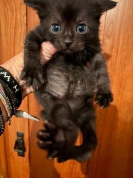 Rescue Domestic Short Hair Cats for Adoption in Anderson, Indiana - Murphy | PetCurious