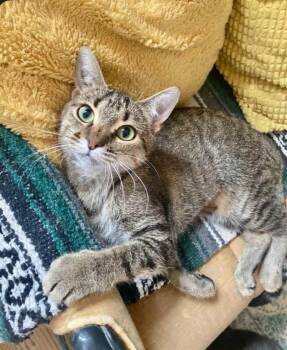 Rescue Domestic Short Hair Cats for Adoption in Saint François Xavier, Manitoba - ROYALE | PetCurious