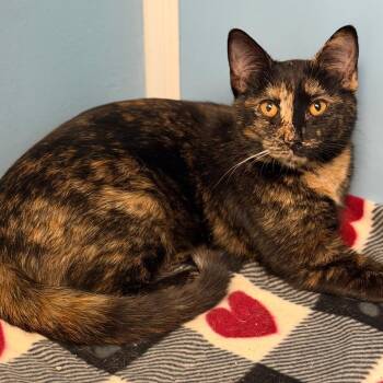 Tracy -  Domestic Short Hair Cat for Adoption in Brownsboro, Alabama - Tracy | PetCurious