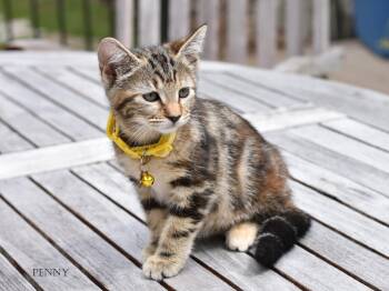 Domestic Short Hair Cats Available for Adoption in Conroe, Texas - Penny | PetCurious