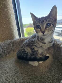 Ash -  Domestic Short Hair Cat for Adoption in Mt. Juliet, Tennessee - Ash | PetCurious
