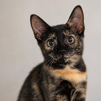 Pawlina -  Domestic Short Hair Cat for Adoption in South Miami, Florida - Pawlina | PetCurious
