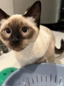 Rescue Siamese Cats for Adoption in Vancouver, Washington - Wendy Kit | PetCurious