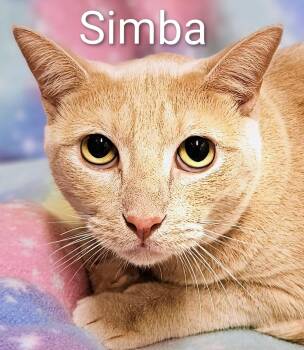 Simba - Rancho Cucamonga PetSmart -  Domestic Short Hair Cat for Adoption in Yorba Linda, California - Simba - Rancho Cucamonga PetSmart | PetCurious