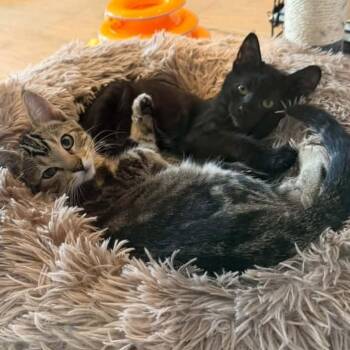 Merry Harrison -  Domestic Short Hair Cat for Adoption in Eagle Mountain, Utah - Merry Harrison | PetCurious