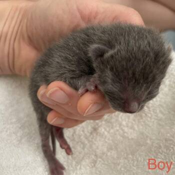 Domestic Short Hair Cats Available for Adoption in Tuscaloosa, Alabama - TUSC-Stray-84136_2_3 | PetCurious