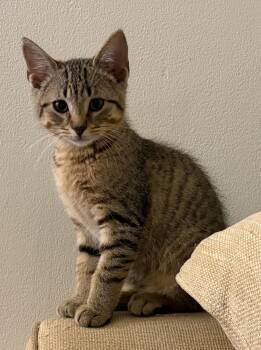 Logan -  Domestic Short Hair Cat for Adoption in Avon, New York - Logan | PetCurious