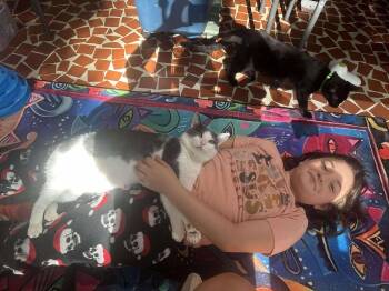 Cats for Adoption - Quill | PetCurious