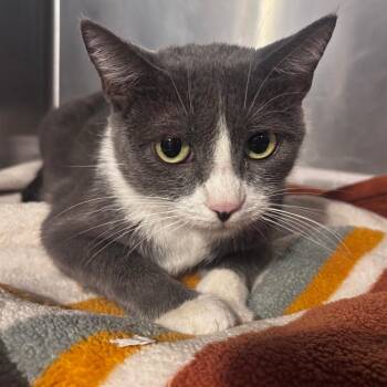 Starbs -  Domestic Short Hair Cat for Adoption in Belleville, Illinois - Starbs | PetCurious