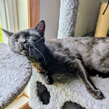 Eevee -  Domestic Short Hair Cat for Adoption in Dallas, Texas - Eevee | PetCurious