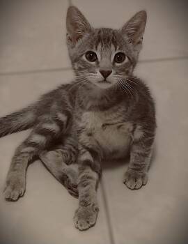 Miley -  Tabby Cat for Adoption in Fort Myers, Florida - Miley | PetCurious