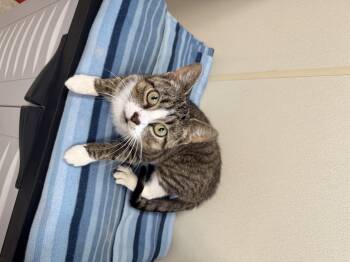 Rescue American Shorthair Cats for Adoption in Binghamton, New York - Cashmere | PetCurious