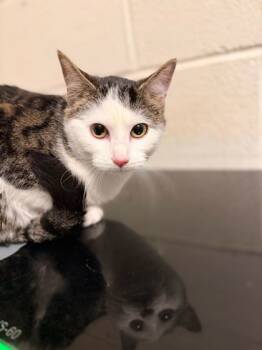 Rescue Domestic Short Hair Cats for Adoption in Knoxville, Tennessee - Arizona | PetCurious