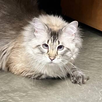 Domestic Long Hair Cats Available for Adoption in Dekalb, Illinois - Mindspinner | PetCurious