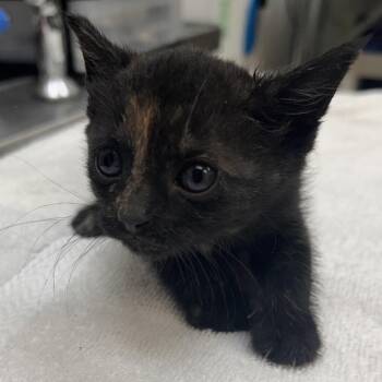 Domestic Short Hair Cats Available for Adoption in Galveston, Texas - Kori | PetCurious