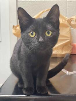 Rescue American Shorthair Cats for Adoption in Greenbrier, Arkansas - Magic | PetCurious