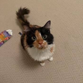Crackers -  Domestic Medium Hair Cat for Adoption in New York, New York - Crackers | PetCurious