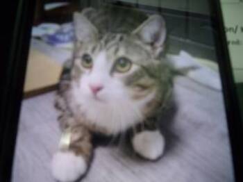 Rescue Domestic Short Hair Cats for Adoption in Princeton, West Virginia - 40983 | PetCurious