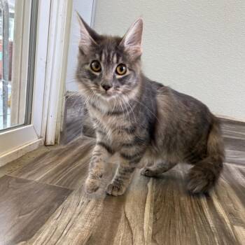 Rummy -  Domestic Long Hair and Norwegian Forest Cat Cat for Adoption in West Des Moines, Iowa - Rummy | PetCurious