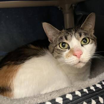 Esther -  Domestic Short Hair Cat for Adoption in York, Pennsylvania - Esther | PetCurious