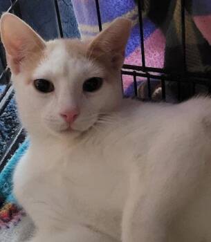 Stevie - PSP -  Domestic Short Hair Cat for Adoption in Oakland Park, Florida - Stevie - PSP | PetCurious