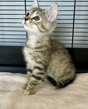 Rescue Domestic Short Hair and Torbie Cats for Adoption in Lexington, South Carolina - Daufuskie | PetCurious