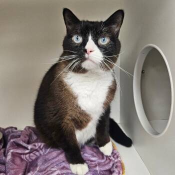 Devon -  Domestic Short Hair Cat for Adoption in Champaign, Illinois - Devon | PetCurious